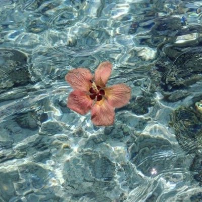 lloe231's profile picture. 