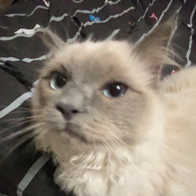 BreMcCappin44's profile picture. 