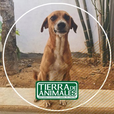 Santuario de a animales en #Cancún +700 animales rescatados.