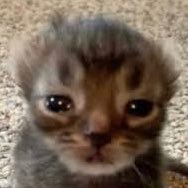 luvmedeerly's profile picture. 