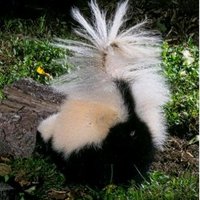 Skunk Hollow Rose Gardens (@debartello76183) 's Twitter Profile Photo