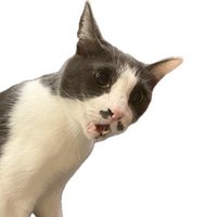 🍳 (@hkin_love) Twitter profile photo