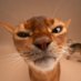 DA CAT (@dacat7777) Twitter profile photo DA CAT (@dacat7777) Twitter profile photo
