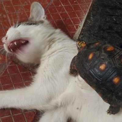 JavierC2617's profile picture. 
