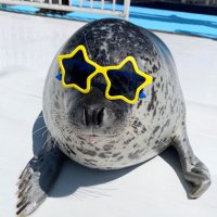 Hiyori 🦭 (@hiyoritheseal) 's Twitter Profile