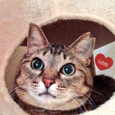 punipuyonka1's profile picture. 猫　編み物　動物　自然　科学　宇宙　アート　芸術などが好きです🍄🐾たくさんの方の素敵な編み物作品を見て感動、勉強させてもらってます☺️DMは基本読みません😑セクシー系、金融系、投資系等はブロックさせて頂きます😣

#編み物　#編み物好きさんと繋がりたい　#猫好きさんと繋がりたい
#地域猫　#保護猫　#さくらねこ