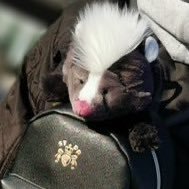 soraniya_rara's profile picture. SJK/Fl solo/@stpri_info @Sneaker_Step @stprboys / @soraniya_ch @utor_2525