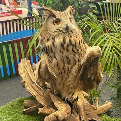 ParichadCh33722's profile picture. Nupoppy999