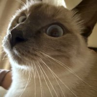 PeisongWang (@psongwang) 's Twitter Profile