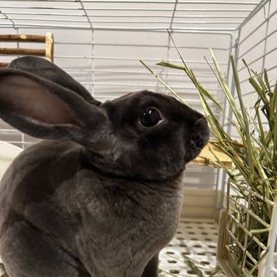 写真撮影が好きです。 子供、動物 、食べ物、花の写真をよく撮ります。かれこれ20年以上、写真を撮っています。 黒いうさぎを飼っています。さっさと作れてそこそこおいしいごはん作りを目指しています。 この世は諸行無常、だからこそ一日一個でも楽しいことをする!