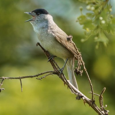 Keen local birder & amateur wildlife photographer. Currently a carer at home. Previously worked for Froglife and RSPB South Essex Marshes.