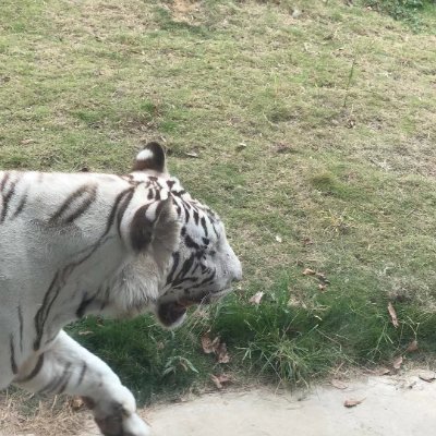 yldrmelif1's profile picture. irys-verify-0x780a1a-yldrmelif1