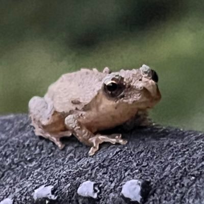 herps • birds • literature • crowdfunding • mask up • slavophile • any/all 🏴