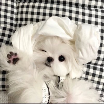 PELLICULE(ペリキュール) (@pellicule_jp) / X PELLICULE(ペリキュール) (@pellicule_jp) / X