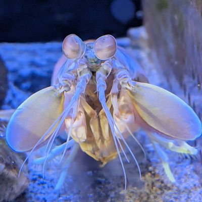 嫁と息子とコーヒーとカレーを愛してます
スクラムマスターやってます
Rust/C#/Typescript
アイコンはハナシャコで、ヘッダーはヤドカリです