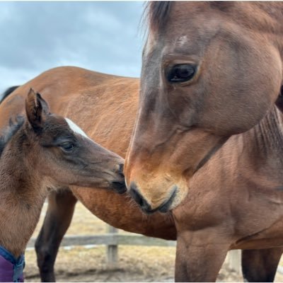 北海道白老町にある競走馬生産、休養馬や引退馬の預託、競走馬から乗馬への転用調教をしている牧場。サブアカウント→@horsegarden_2nd