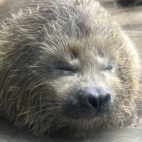 たまか (@tamaca_15) 's Twitter Profile Photo