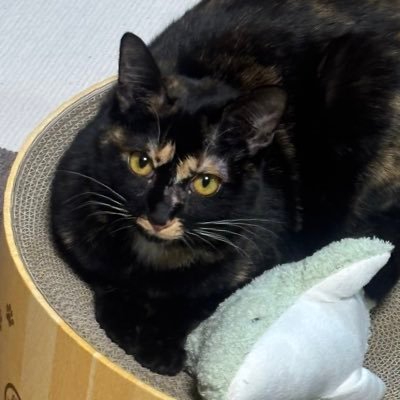 koichian0419's profile picture. 保護猫こいちゃんを推すためだけのアカウント。可愛すぎて情緒が終わってる下僕はVtuber楪千景(@chikageBAR)です。 #こい沼 へようこそ。