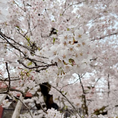 ﾐﾂﾔﾄﾓｶさんのプロフィール画像