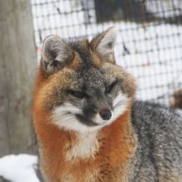 slothAKA's profile picture. 中国语/English Foxaholic JO1🦊💙 ZB1 🦊无断转载NG ⚠️RPS