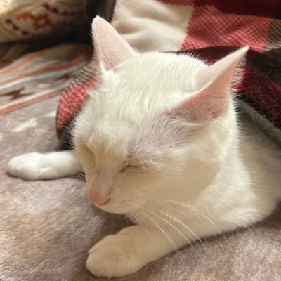 小春さんのプロフィール画像