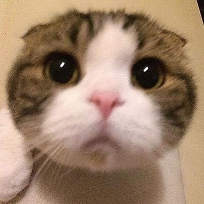 kyarurupaw's profile picture. #마크 #해찬 #범규 🖤 MOLO & HOLO.
—mention after dm!