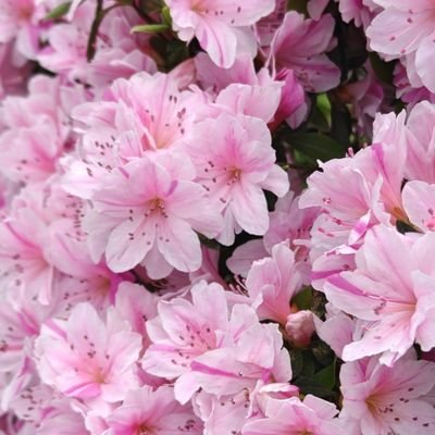 novu33105's profile picture. #成城石井大好き #marthastewart　#jorfradio 
　#売国奴は排斥　#女系家族　#昭和歌謡世界へのコンテンツ　#雪印牛乳
#竹田恒泰ch #ﾌｨﾌｨch　#いきなりステーキ　#NAVITIME
#英語に媚びる人間嫌い　#中国人への技術流出日本人大問題　#中国天安門事件　#高市氏の両親介護政策支持