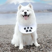 まさる店長▶サモエドに会えるドッグラン@山梨県河口湖 (@samoyed_masaru) 's Twitter Profile Photo