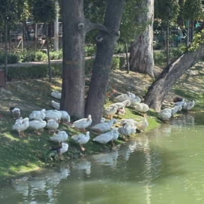 mahlaakshita's profile picture. be kind