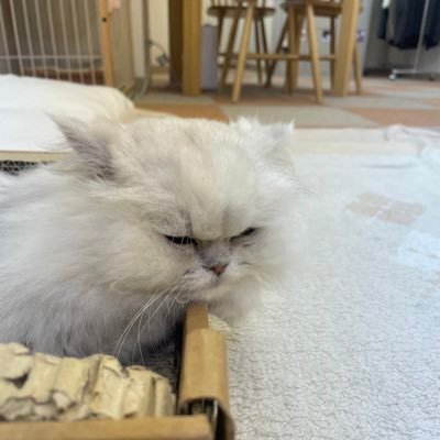 megenai_erai's profile picture. めげないことが随一の長所です