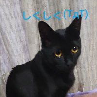 にゃあにゃ＠宅建受験 (@nyanya0906w) 's Twitter Profile Photo