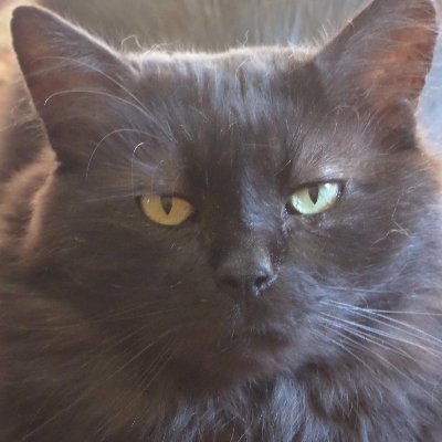 A smiling Cat-Loving Woman is my Heart's Desire...!
ummm... and pizza... and Taylor Swift... and Cats... and Goth Girls...
and bite marks... and...