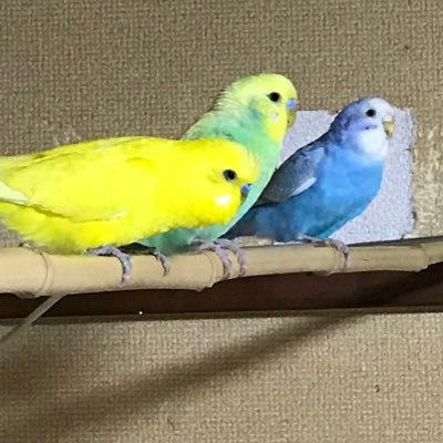 18mirupon's profile picture. 