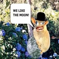 Sₚₒₙgₘₒₙₖₑyₛ | $MOON (@spongmonkeymoon) 's Twitter Profile