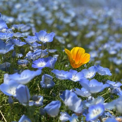 yoshi0843nature's profile picture. I love nature and science.