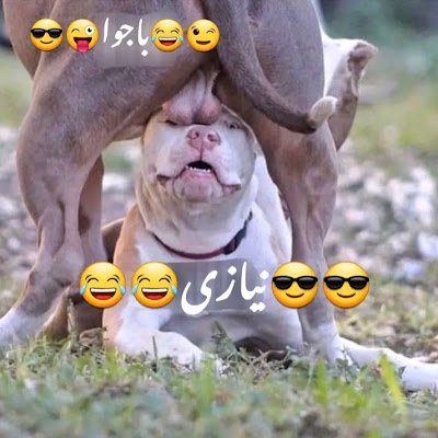 TheTaTTay's profile picture. نیازی وہ شخص ہے جو ہر کیسی کہ ٹٹے بغیر کیسی جہجک چک لیتے ہیں اور ذرا برابر شرم نہیں آتی مطمیں بےغیرتی کا مجسمہ ہے