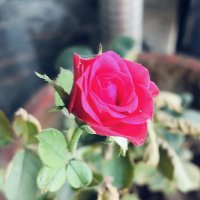 Saloni Mishra (@49saloni) 's Twitter Profile