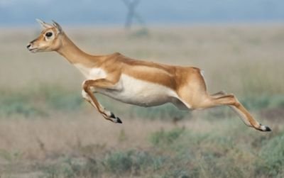 theflyingimpala's profile picture. 