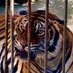 AA_Tigers (@aatigers) Twitter profile photo AA_Tigers (@aatigers) Twitter profile photo