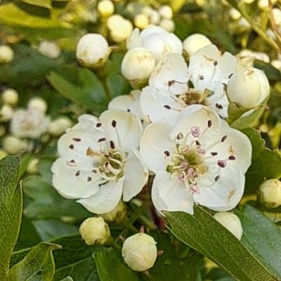 Magosia49883798's profile picture. 