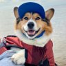 WinstonCorgiDog's profile picture. ✨🐶Winston Corgi Dog🐶✨ Born 09/21/2019 🇺🇸 Fluffy, Cute, Happy 🌏💞