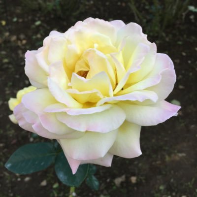 plumeria88s's profile picture. 🌷名刺、チラシ、三つ折りパンフレット、トレース、ロゴ…aiデータ作成致します✨可能な限り迅速対応します🌷xでご連絡頂きココナラでお見積を😊✨fammスクール2025.6卒業。 webデザイン受講 /🏠神奈川県/卒業後も前に進む皆さん見習って、私も前進します🍀/無言フォロー、いいねになりがちですがお許しを…🙏