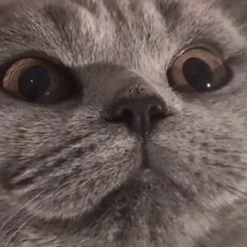 33gfx_'s profile picture. 喜欢可爱的女孩子。特别是二次元！