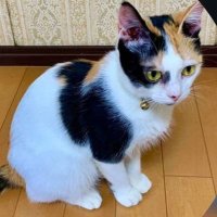 Misashi (@misashi07) 's Twitter Profile