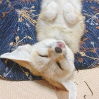 meelie (@sunflxia) 's Twitter Profile