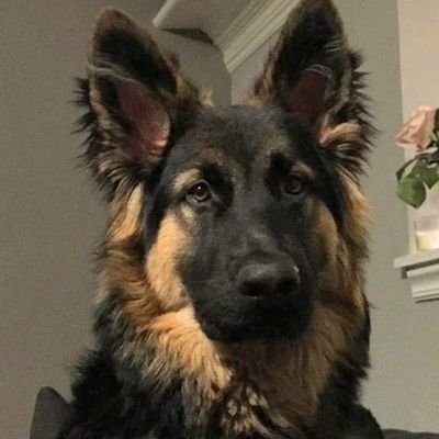 Rexjustadogpet's profile picture. Wuf Wuf!!🐾
apenas um cão na net