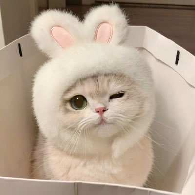 これは私の別のアカウントです。フォロワーはDM返す