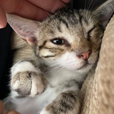 TriiBona's profile picture. THF 6/6/2025 ❤️‍🔥, dialéctica