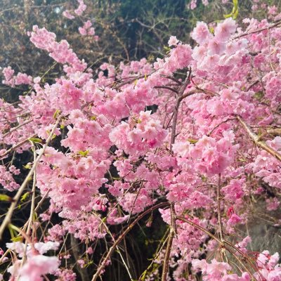 b3bXRJiSmpLSUjg's profile picture. 和🍊 O橋G O橋→K池→S本→I垣→👨‍⚕️    初月A5M達成