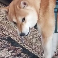 @DOGESpaldingCo (@dogespaldingco) 's Twitter Profile